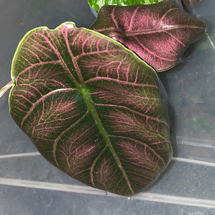 Close-up of a Red Mambo plant with dark green leaves and pink veins.