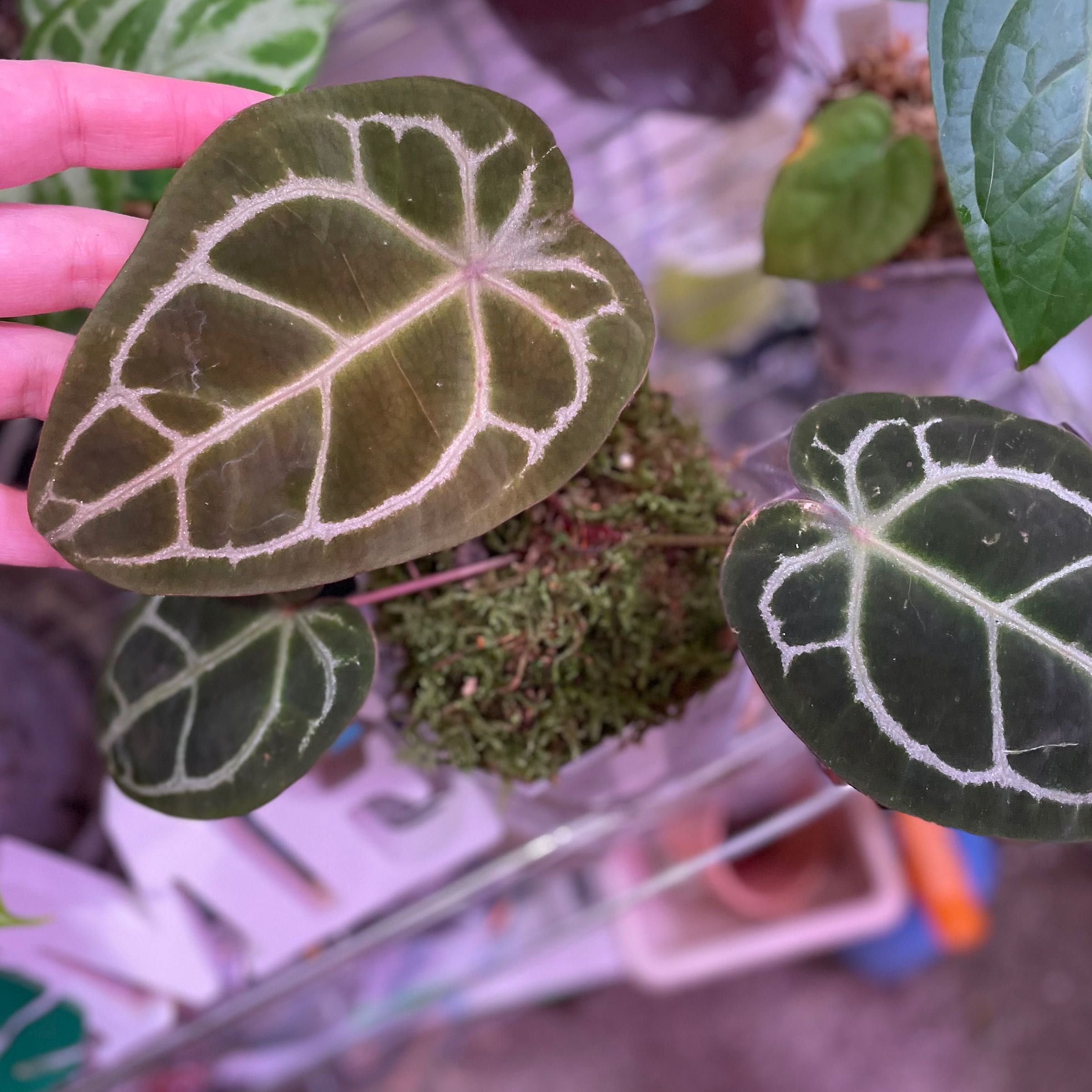 Photo of the plant species Anthurium forgetii x crystallinum by @karlv93 named Forgetti White Stripe x Red Crystallinum on Greg, the plant care app