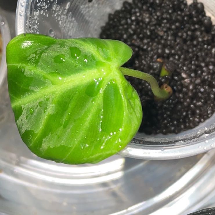 Philodendron El Choco Red leaf in a clear container with visible soil.