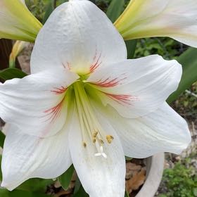 Photo of the plant species Madonna Lily by Robin named Pax on Greg, the plant care app