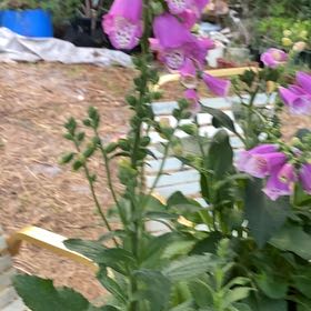 Photo of the plant species Common Foxglove by Robin named Foxy on Greg, the plant care app