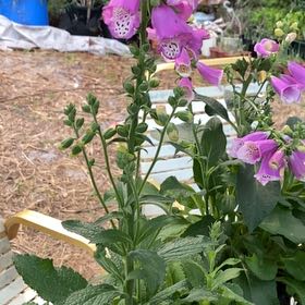 Photo of the plant species Common Foxglove by Robin named Tolkien on Greg, the plant care app