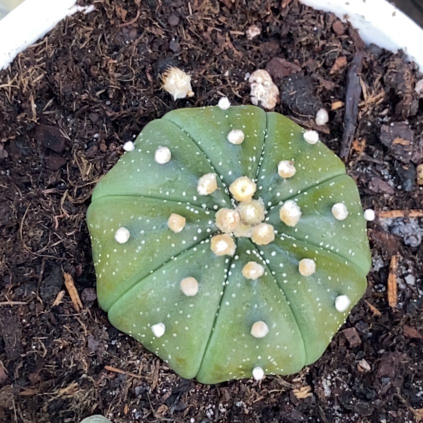 Photo of the plant species Sand Dollar Cactus by Robin named Zion on Greg, the plant care app