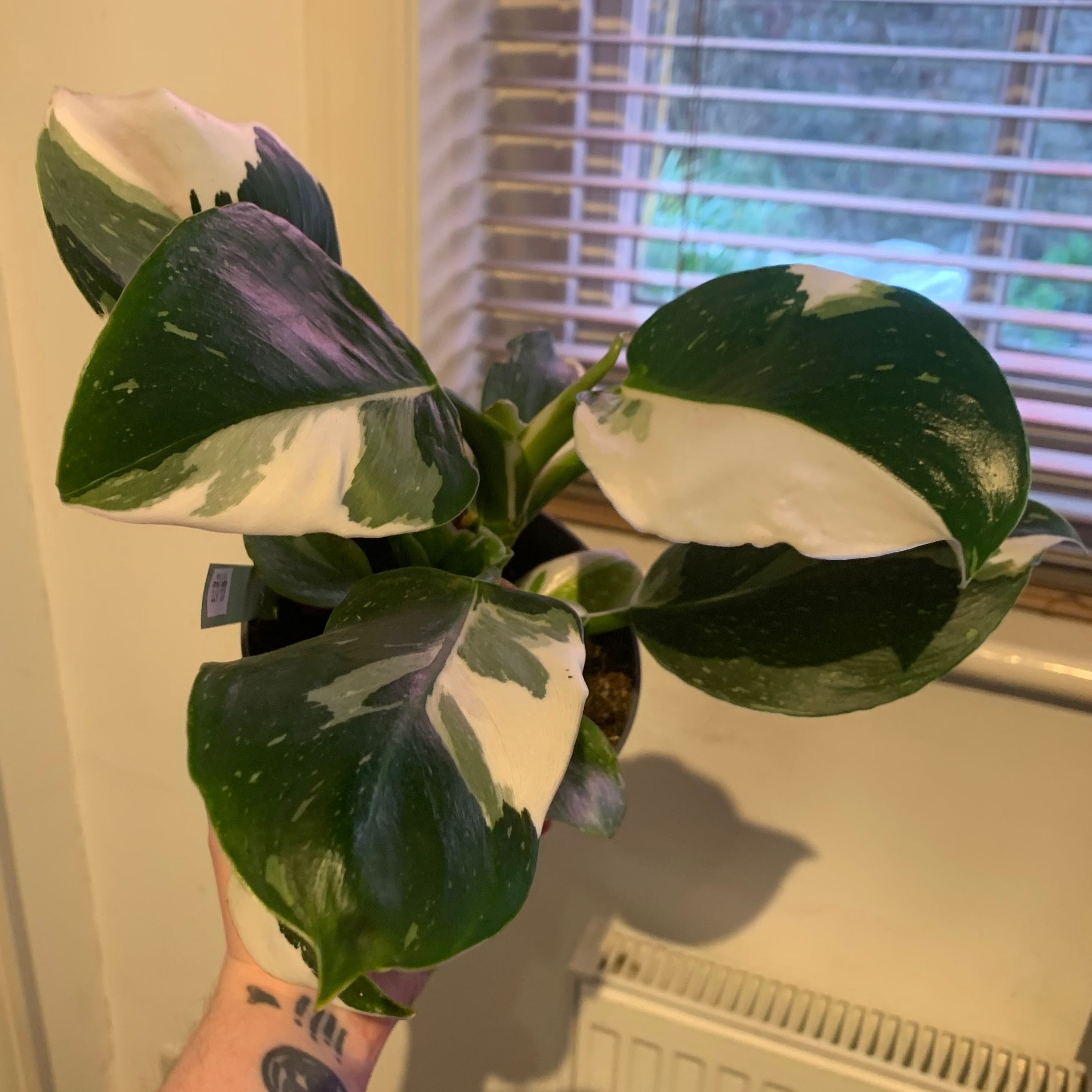 Philodendron 'White Wizard' with variegated leaves held by a hand.