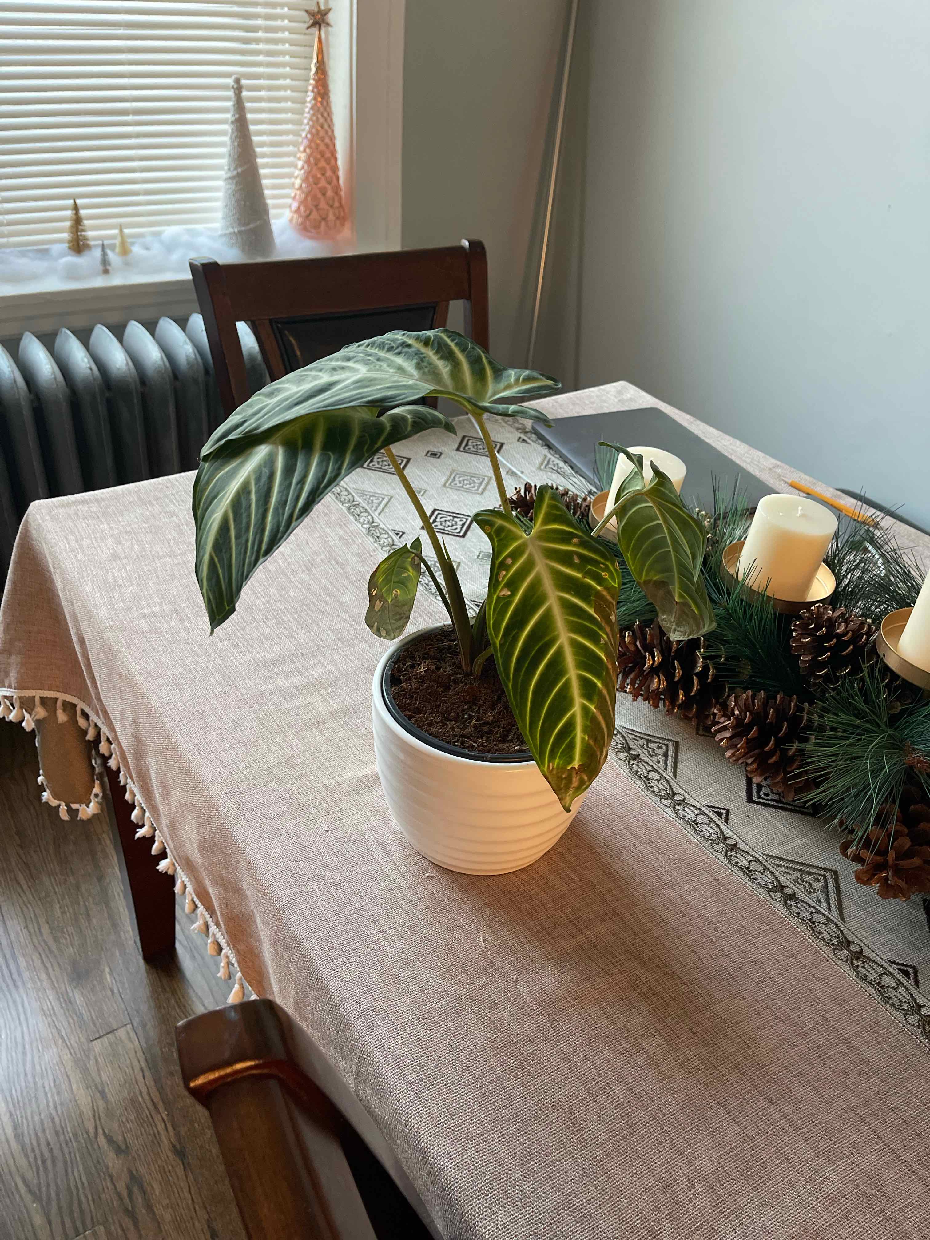 Best Soil for Anthurium magnificum