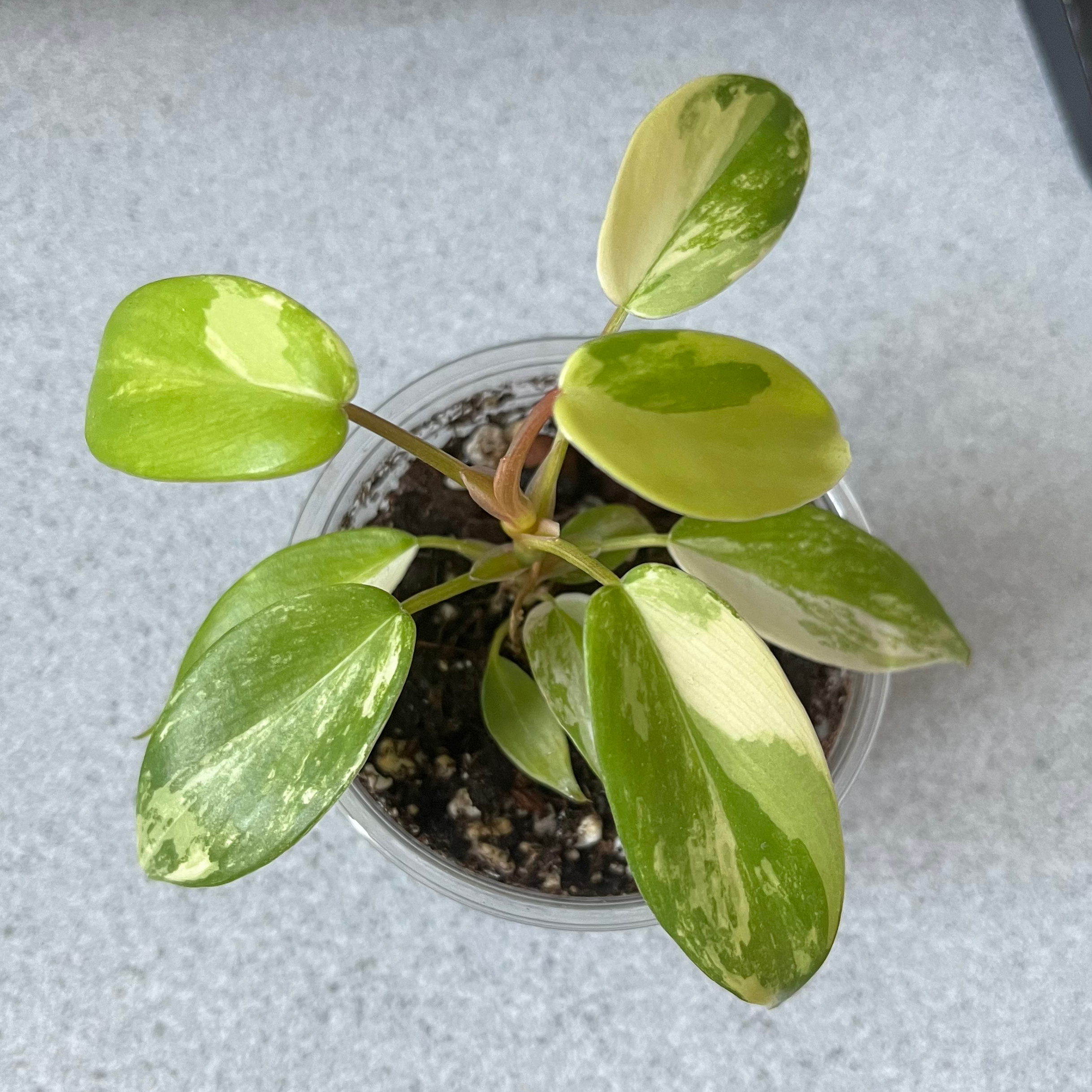 Philodendron 'Florida Beauty' plant in a clear pot with variegated green and cream leaves.