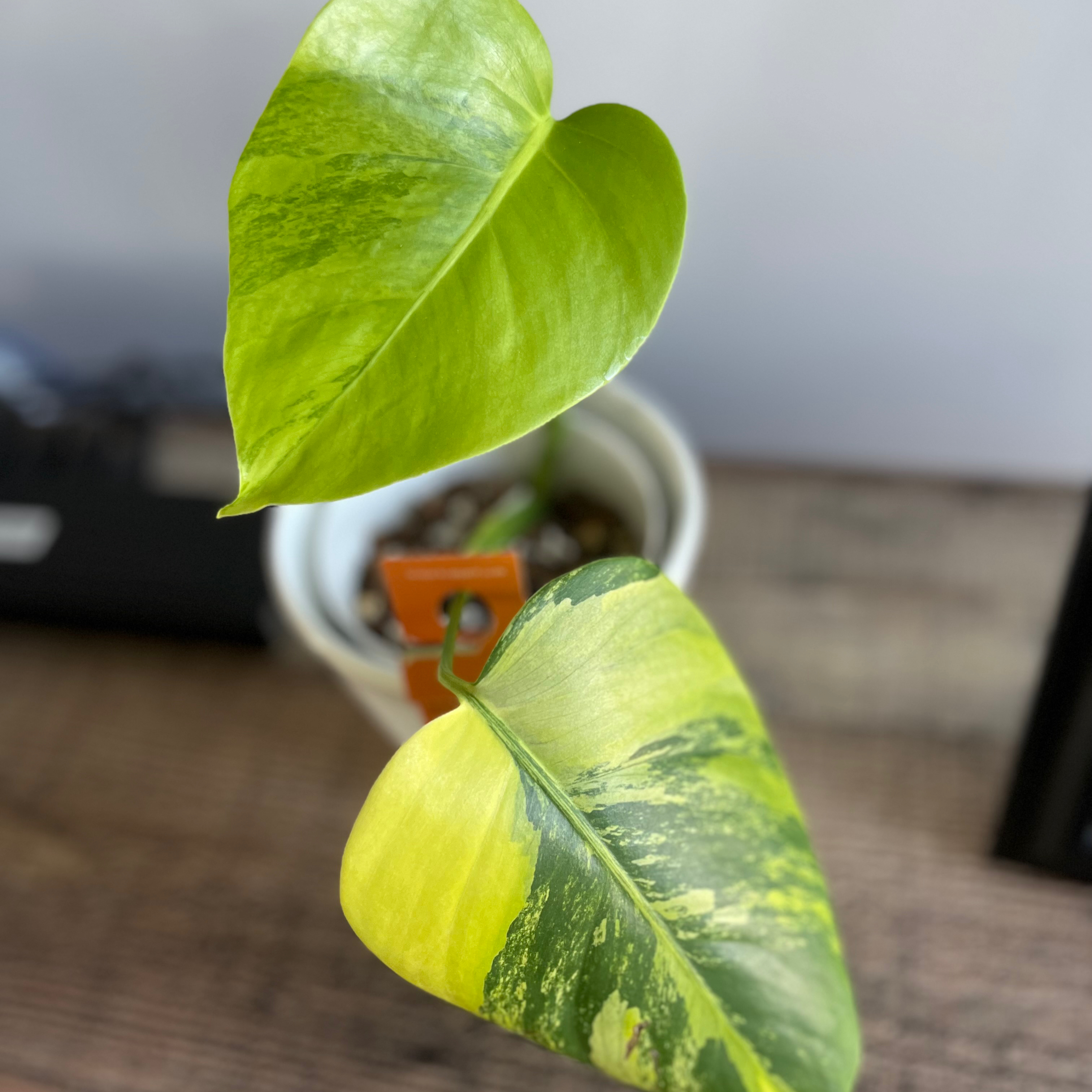Variegated Monstera plant with two prominent variegated leaves in a pot.