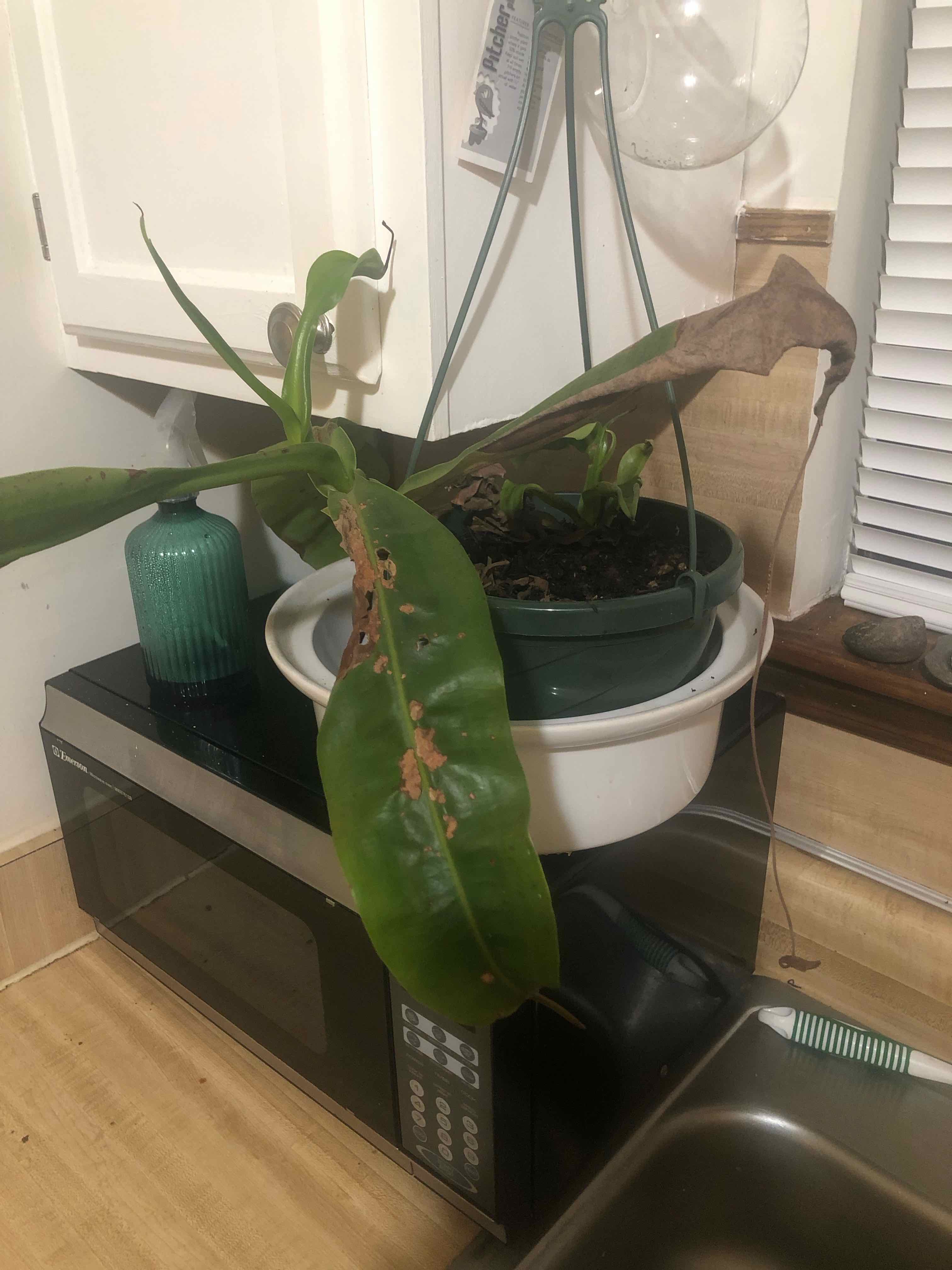Nepenthes ventricosa Pitcher Plant in a hanging pot with some browning leaves, placed indoors on a microwave.