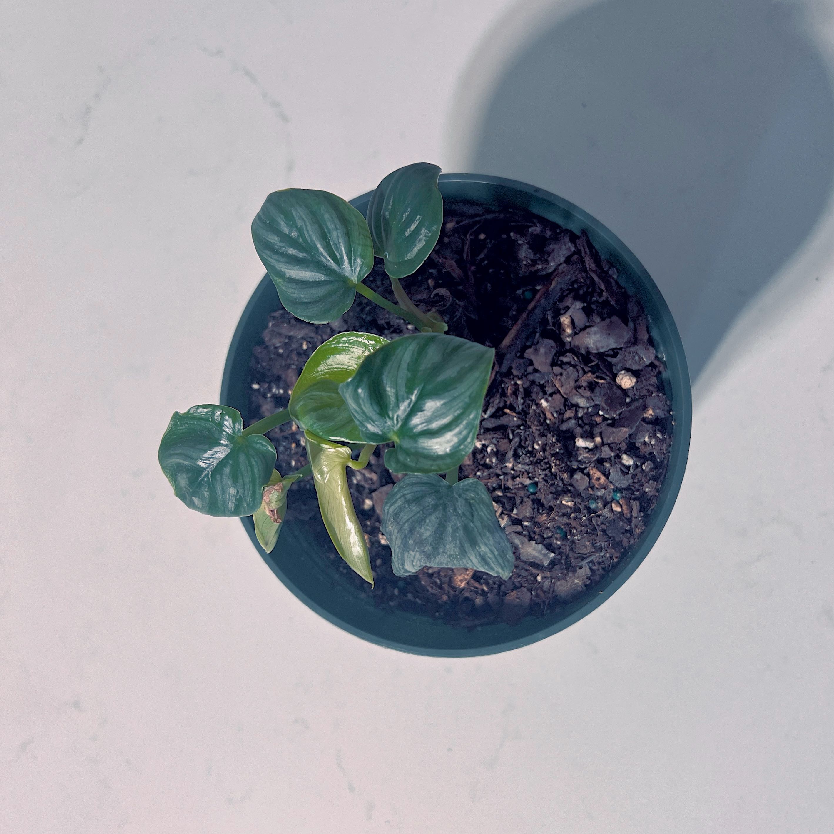 Potted Philodendron plowmanii with visible soil and a yellowing leaf.