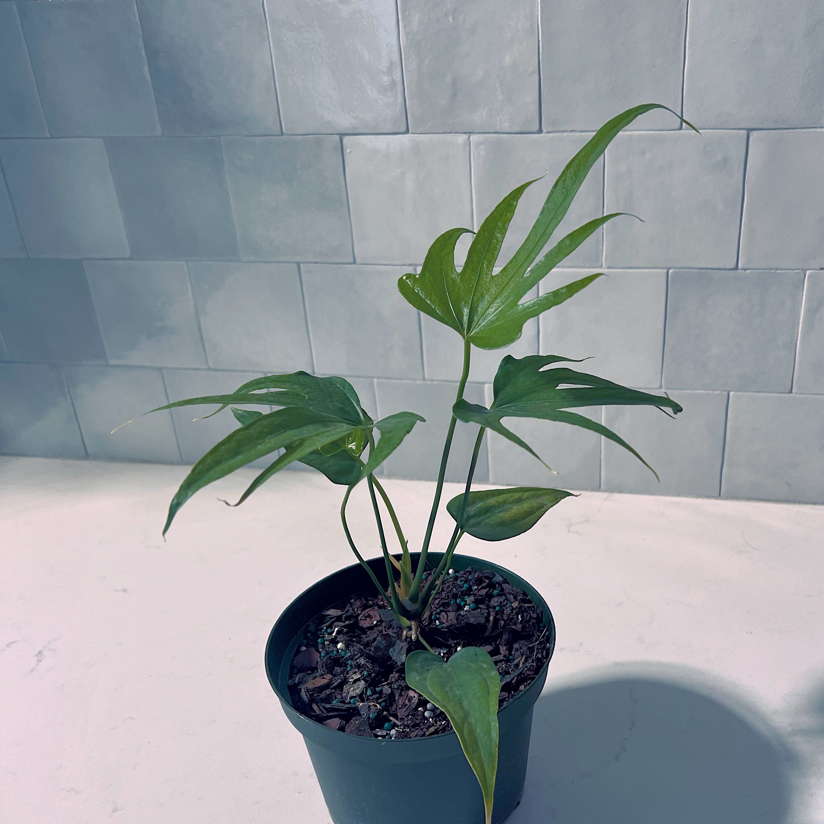 Potted Anthurium Fingers plant with green, finger-like leaves against a tiled wall.