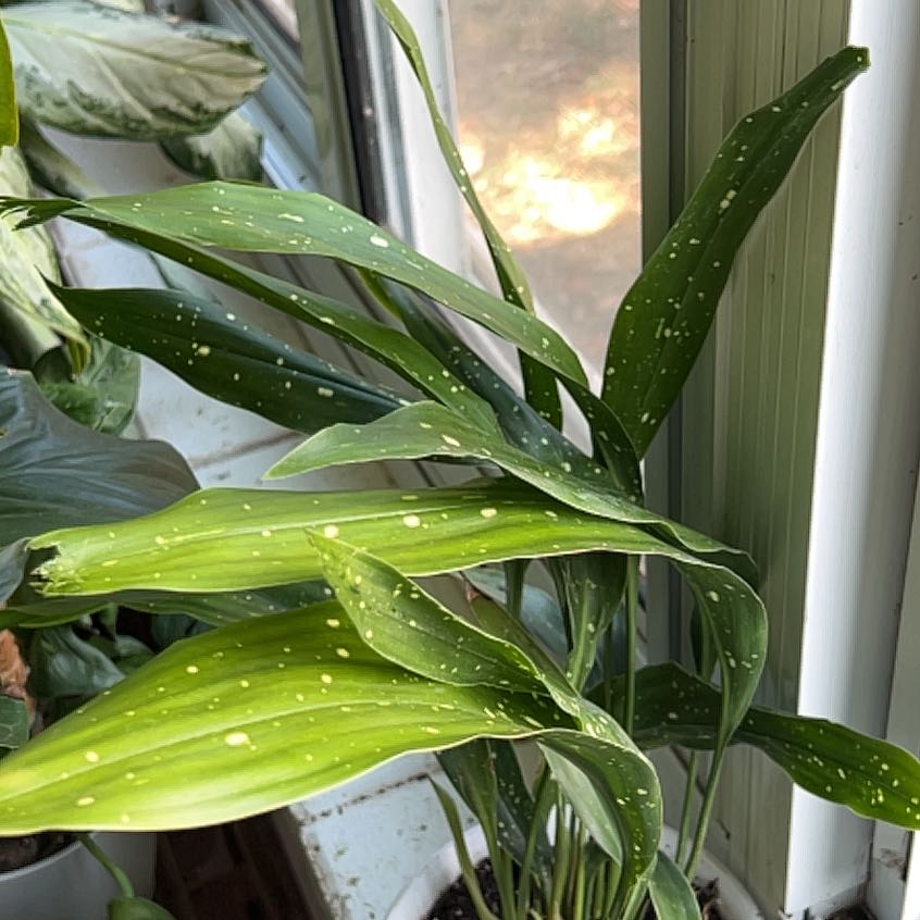 Cast Iron Milky Way plant with green leaves and white speckles near a window.