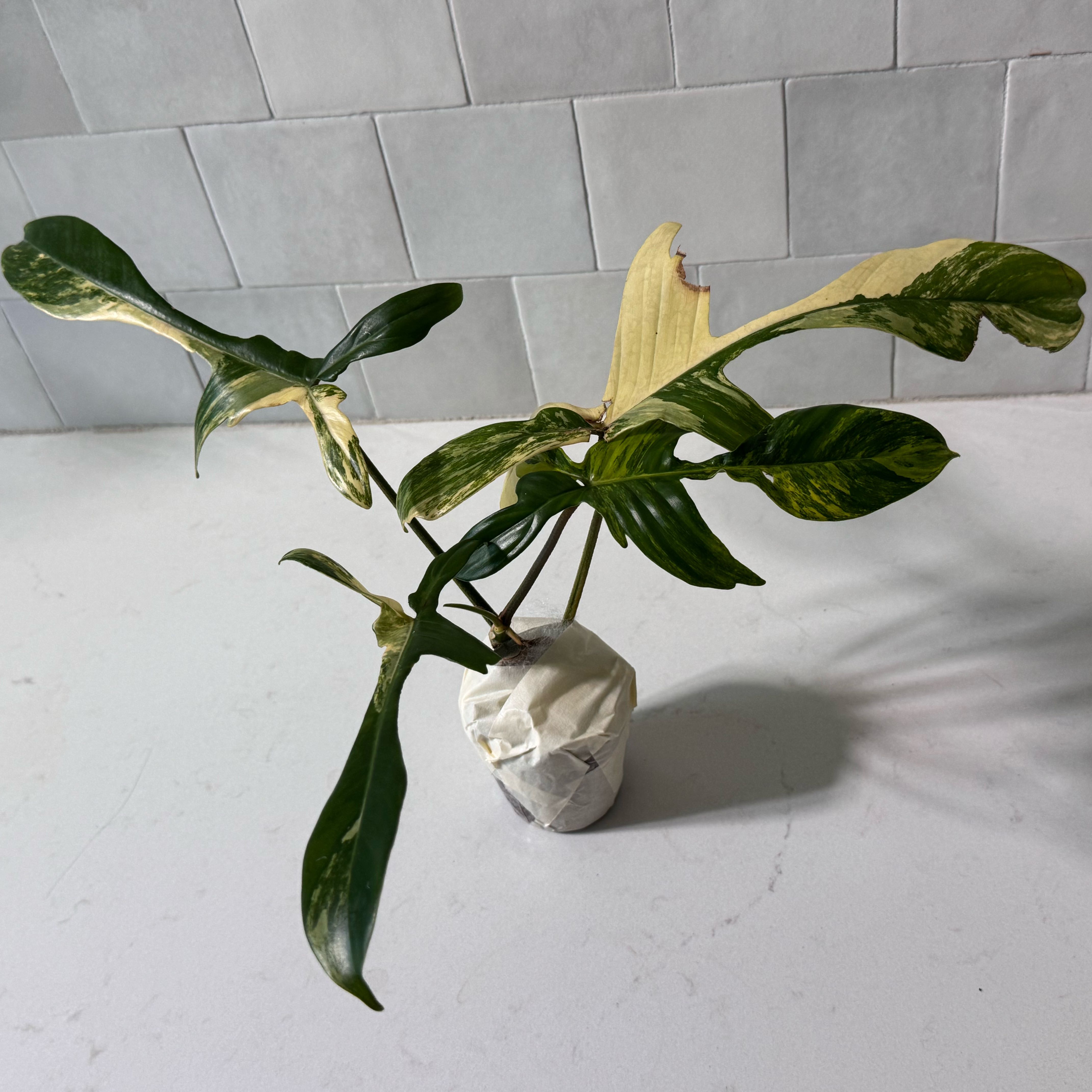 Philodendron 'Florida Beauty' plant with variegated leaves, some yellowing and browning.