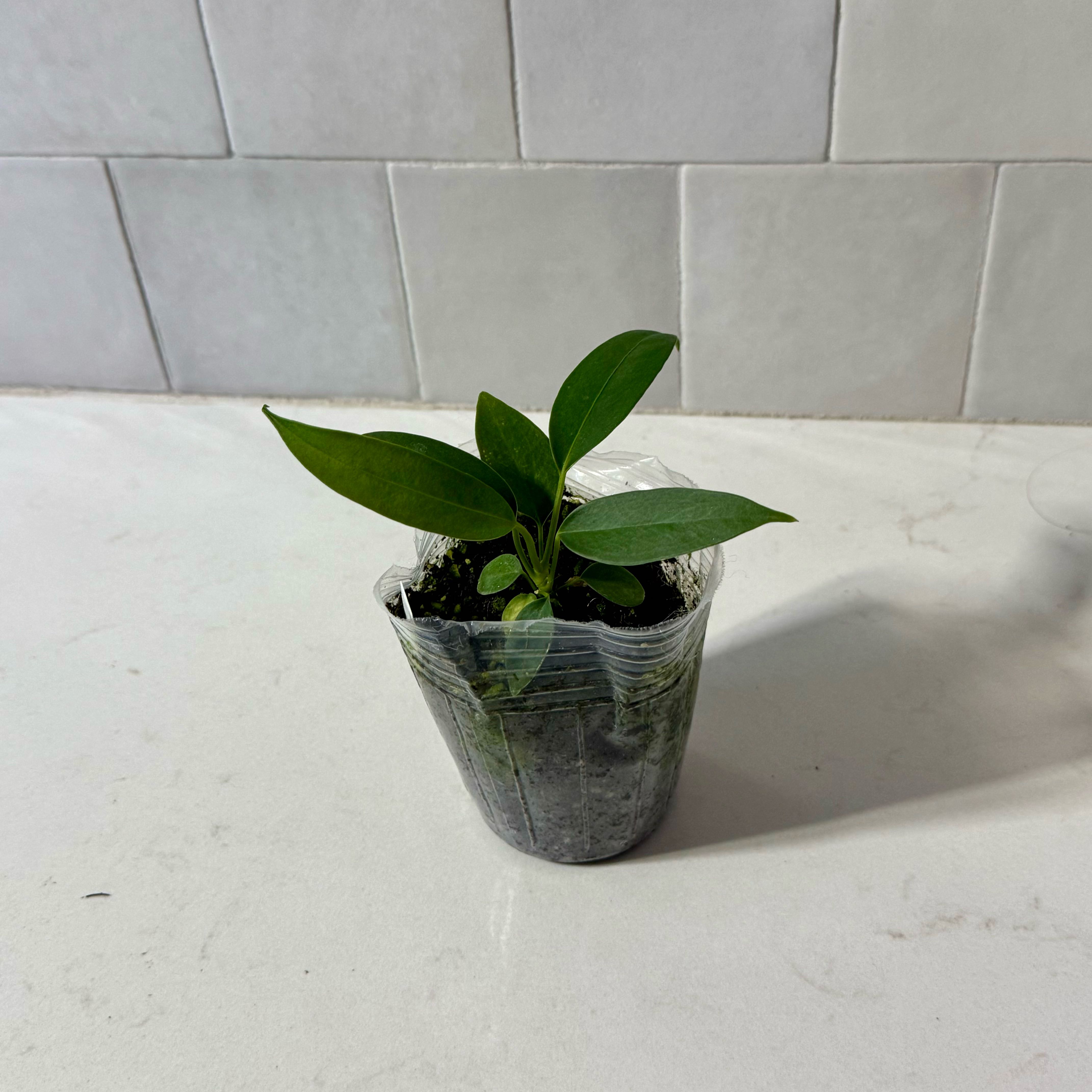 Photo of the plant species Anthurium Wendlingeri by @Mrjohnstonbaugh named Windy Wendi on Greg, the plant care app