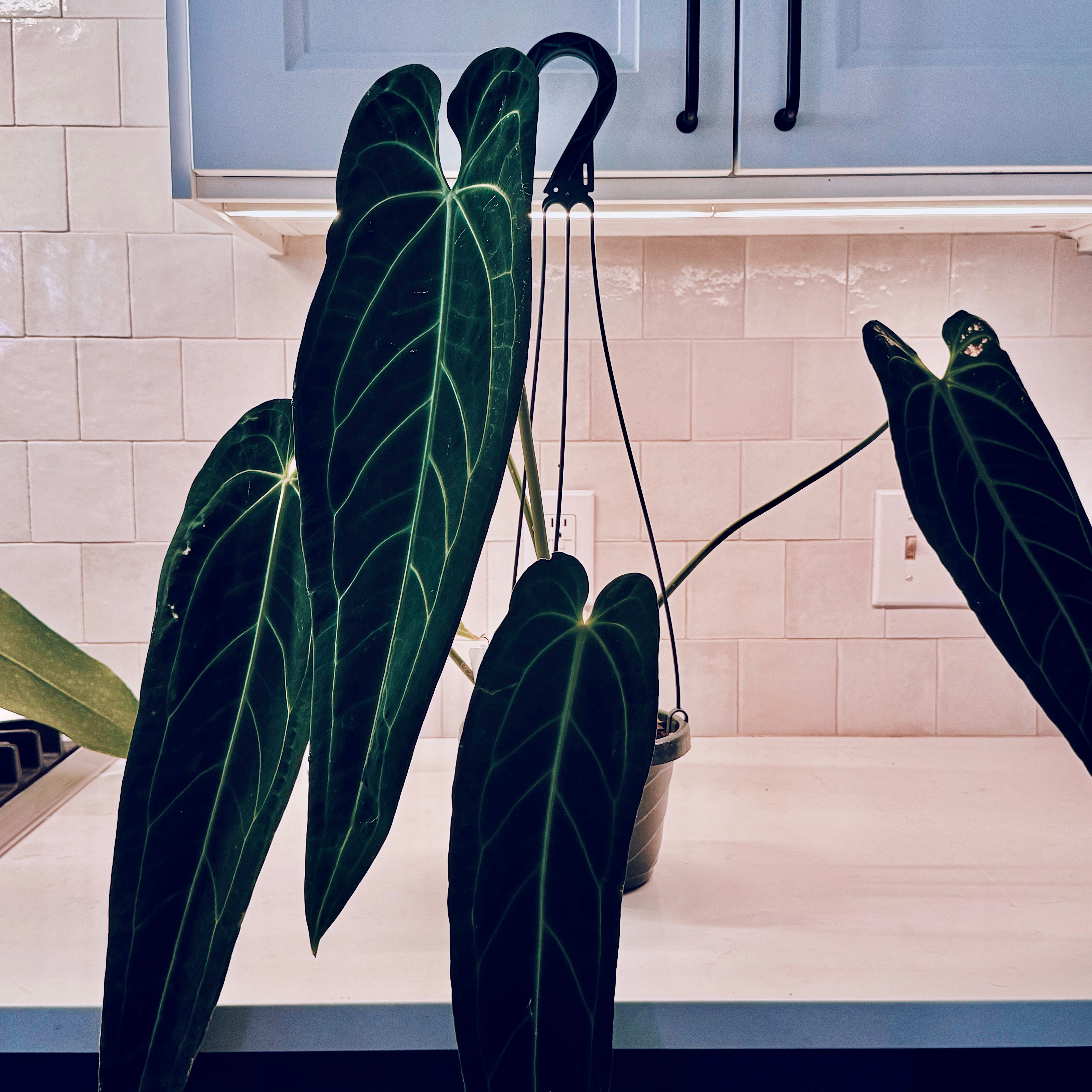 Anthurium warocqueanum plant with large, healthy leaves on a countertop.