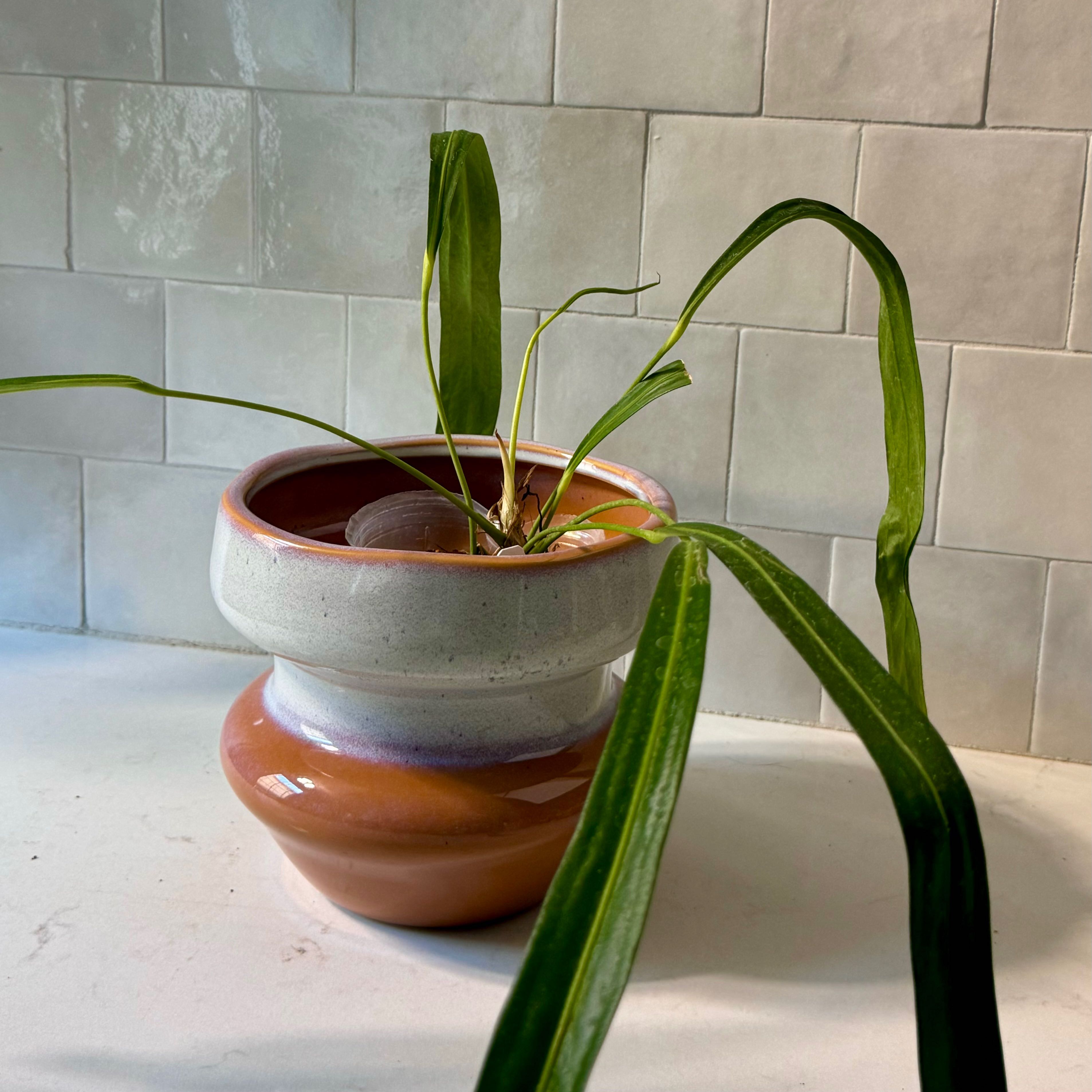 Anthurium vittariifolium plant in a pot with long, narrow leaves, some drooping.