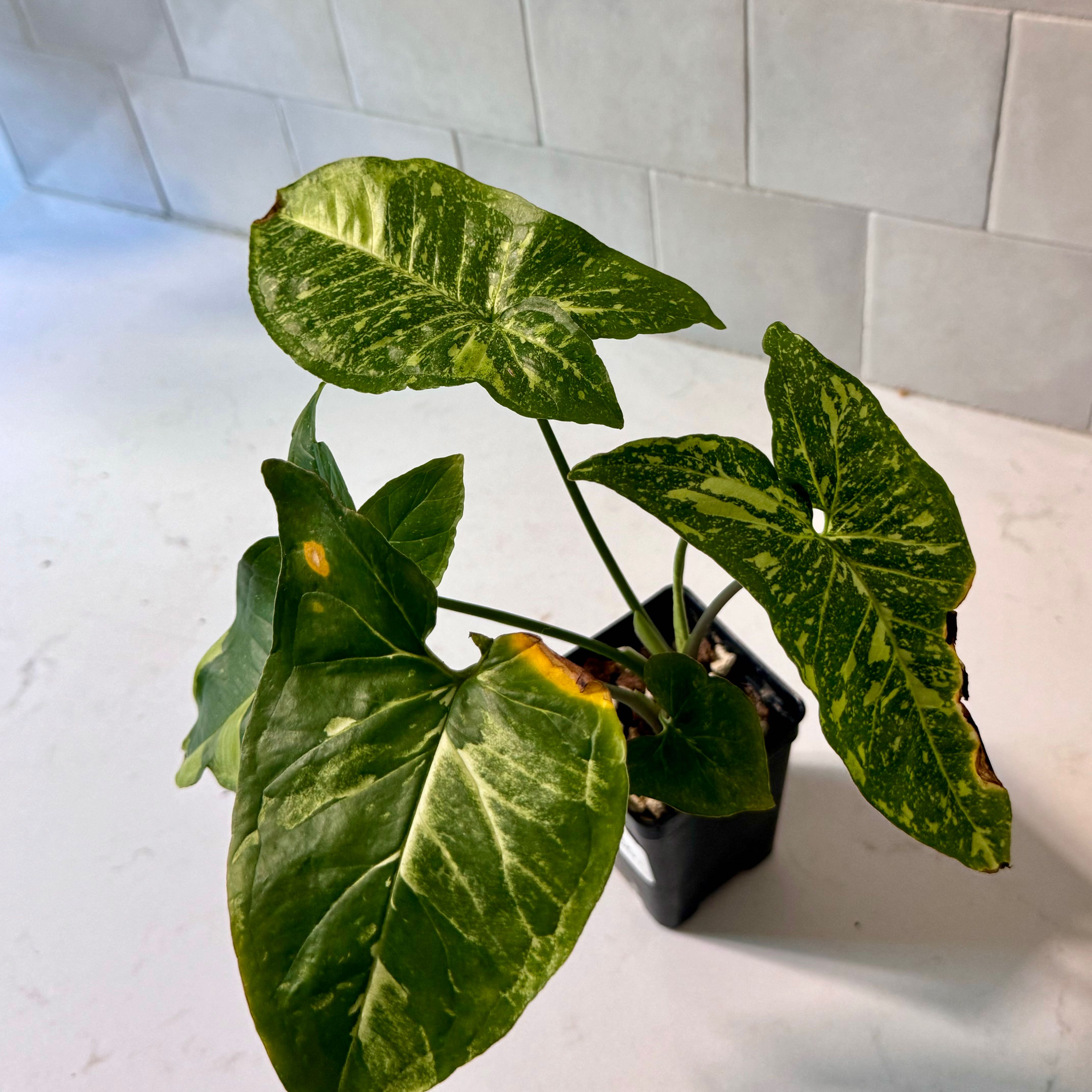Photo of the plant species Syngonium Panda by @Mrjohnstonbaugh named Robert Plant on Greg, the plant care app