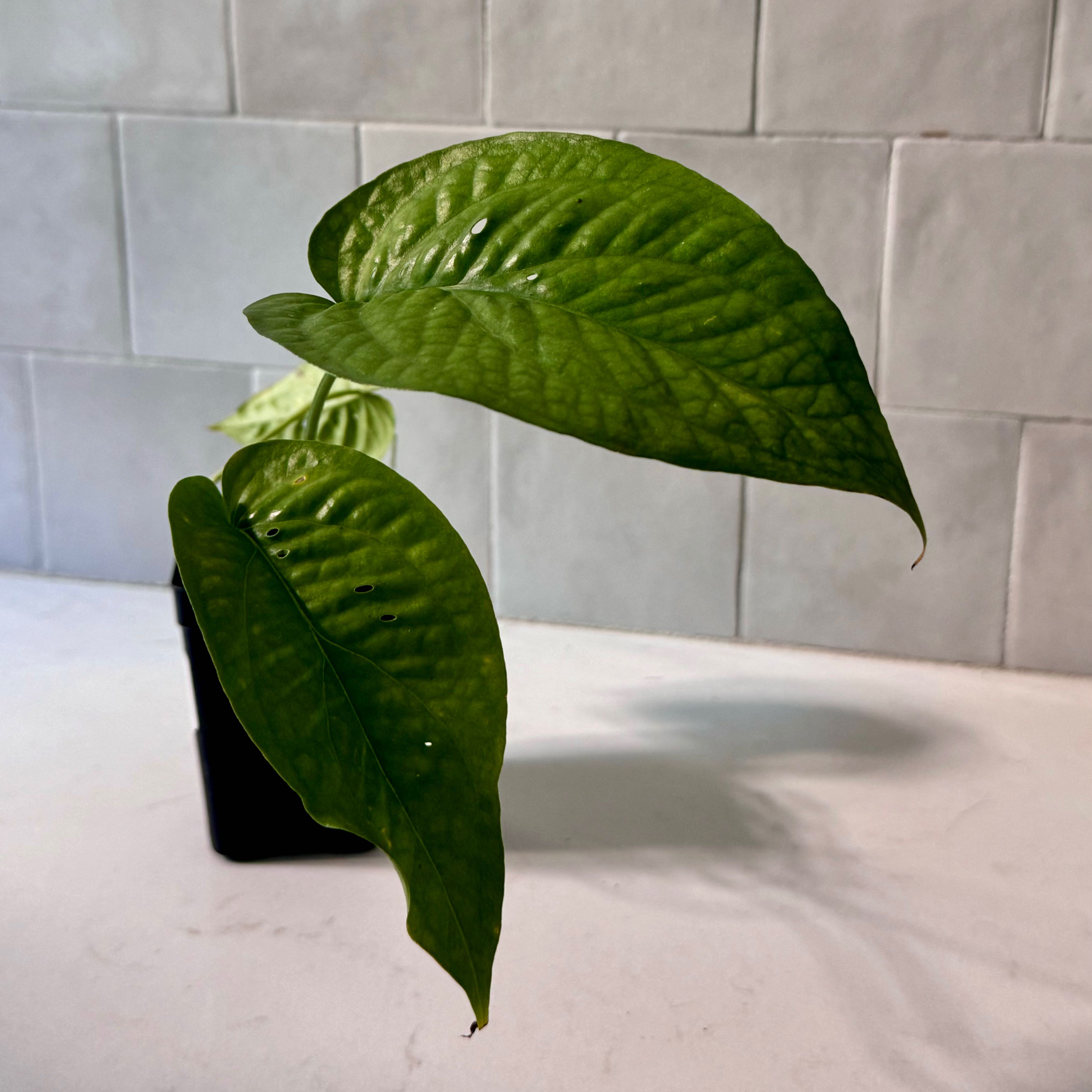 Amydrium 'Spider Man' plant with large green leaves in a black pot against a tiled wall.