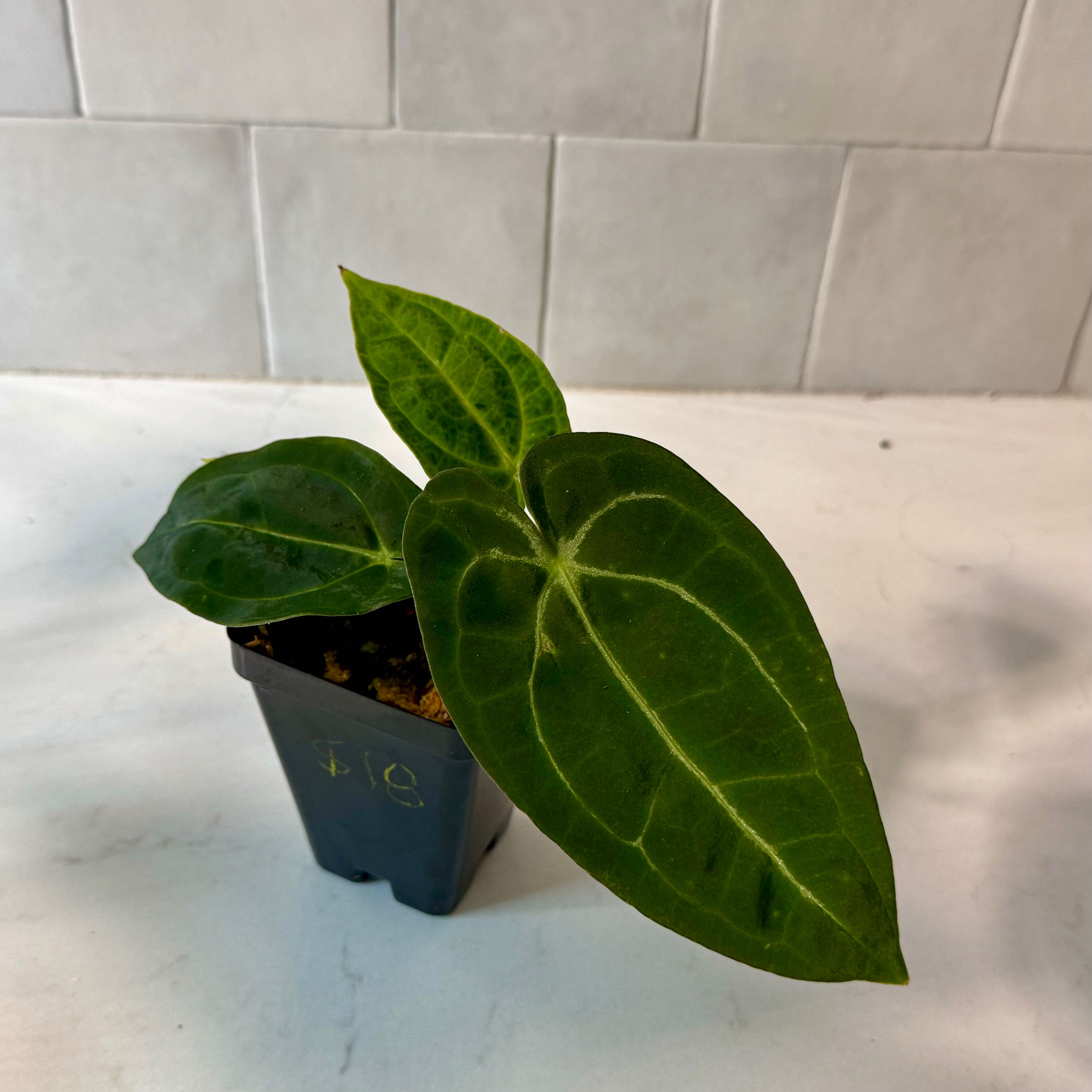 Potted Anthurium forgetii plant with three healthy leaves, well-centered and focused.