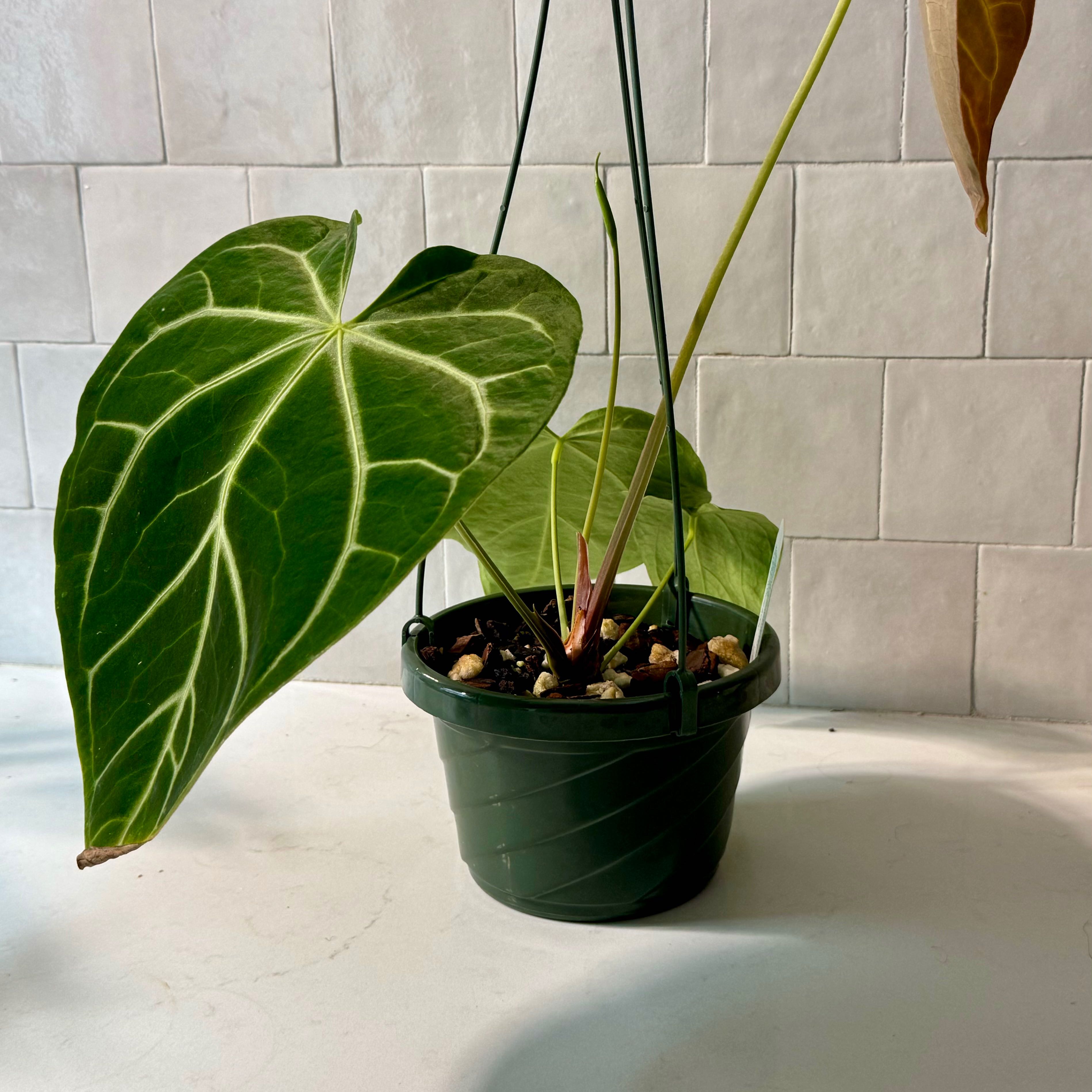 Anthurium crystallinum magnificum plant in a pot with vibrant green leaves and white veins.