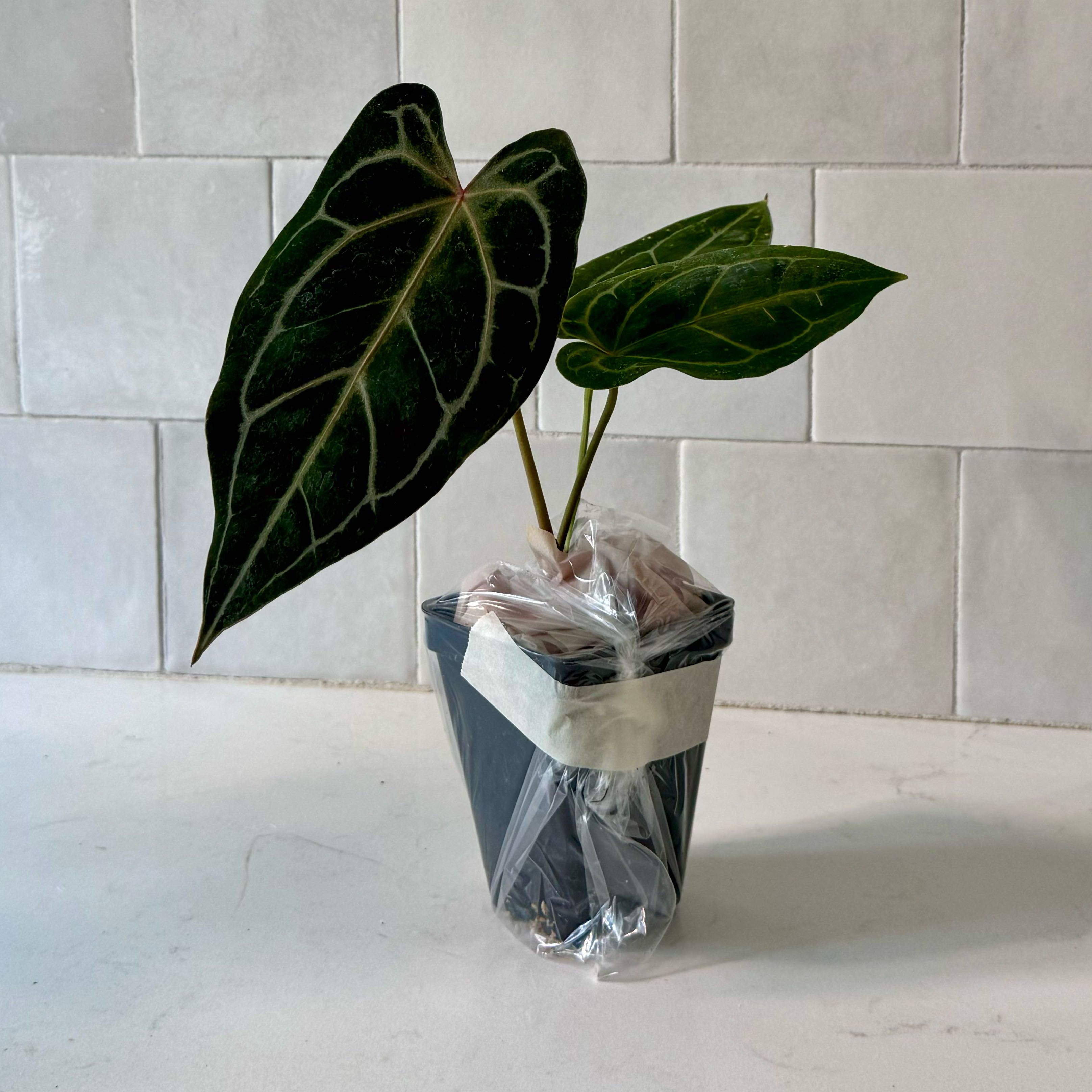 Potted Anthurium forgetii plant with dark green leaves and white veins.