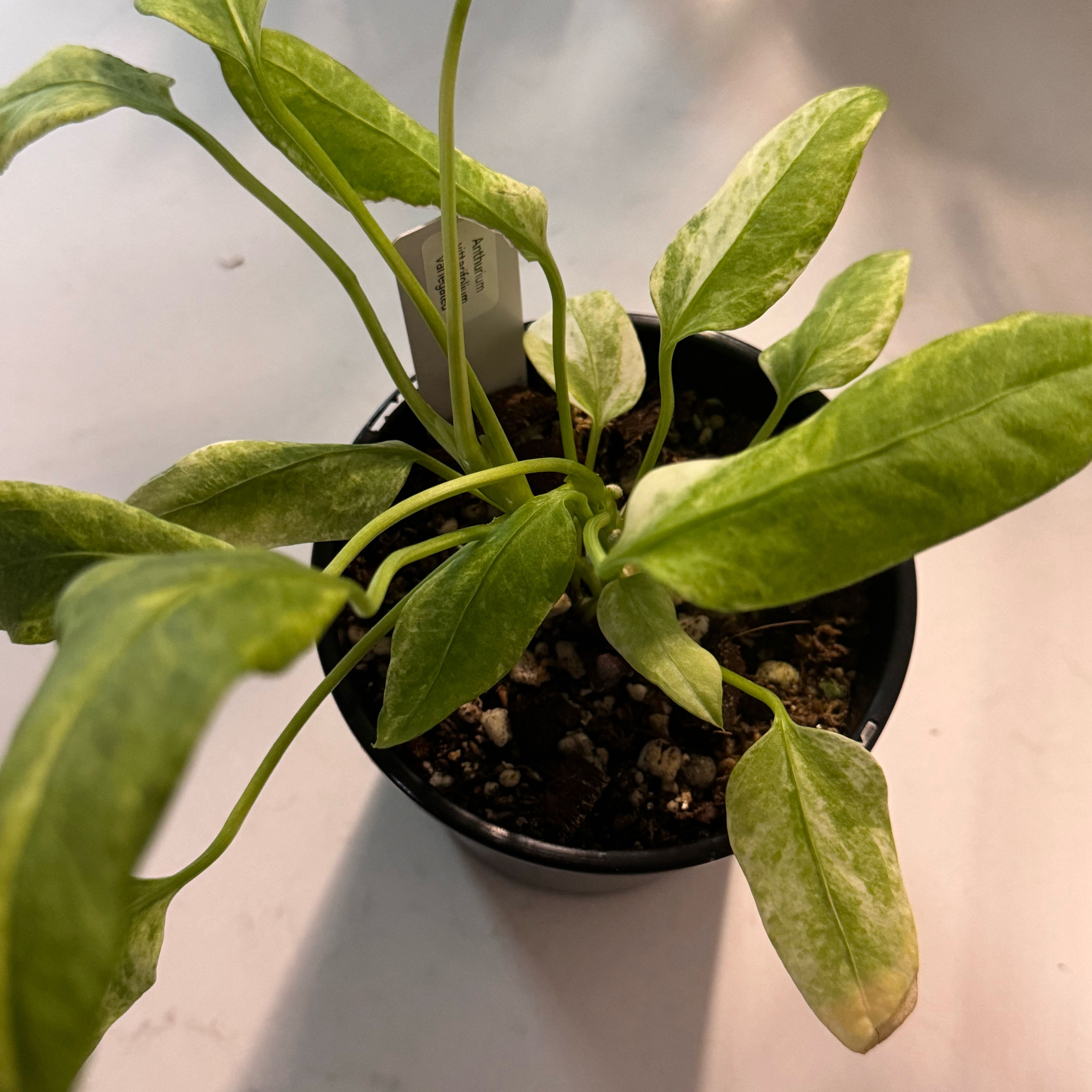 Potted Anthurium vittariifolium with yellowing and browning leaves, visible soil.