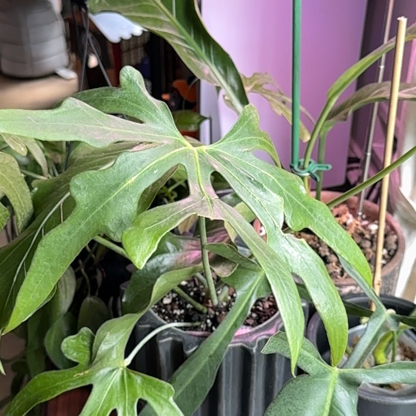 Photo of the plant species Faux Marijuana Plant by @Mrjohnstonbaugh named podophyllum (game table) on Greg, the plant care app