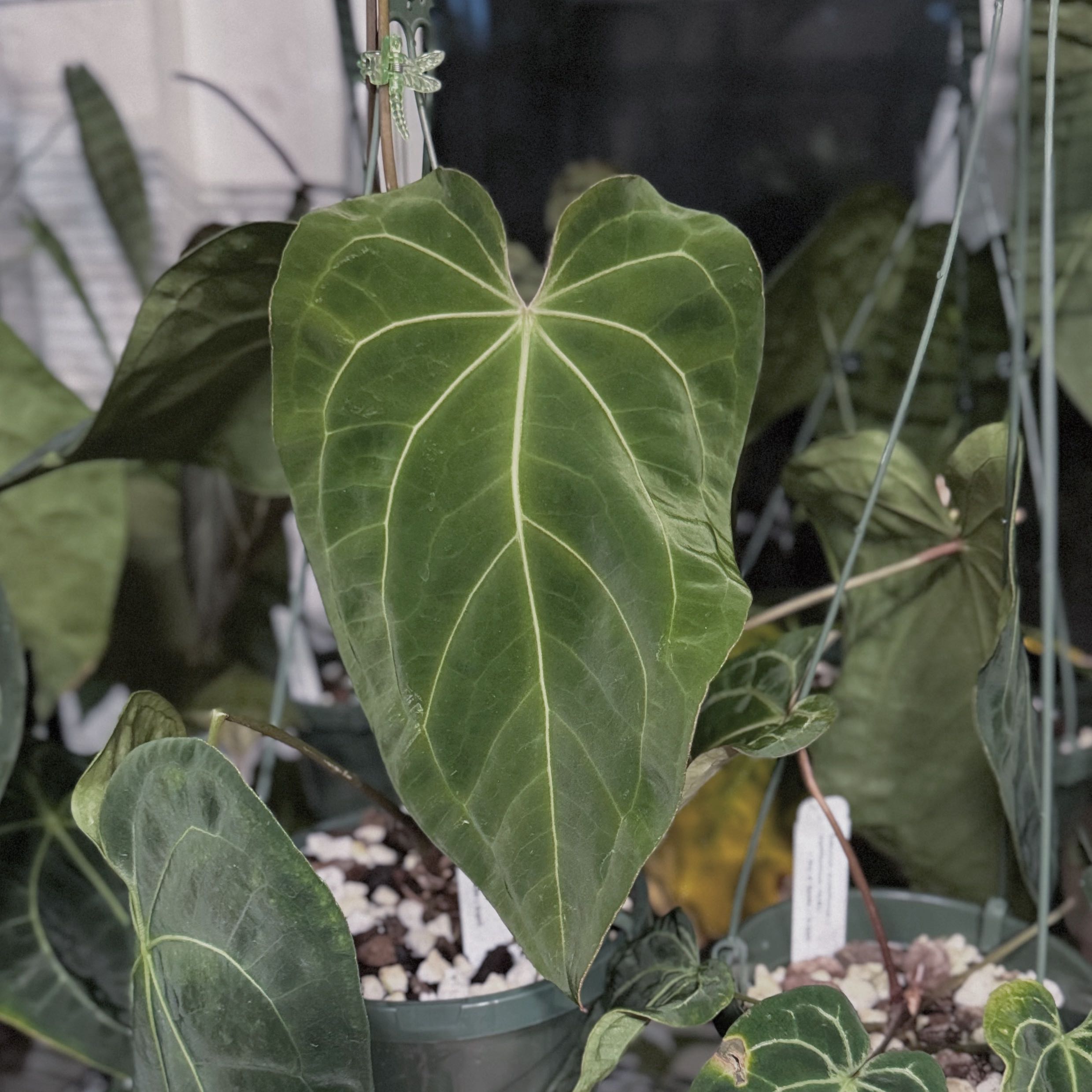 Photo of the plant species Anthurium Crystallinum x (Ace of Spades x Papillilaminum) by @Mrjohnstonbaugh named (Cry x Pap-TALDL) * (AoS x for) x3 on Greg, the plant care app