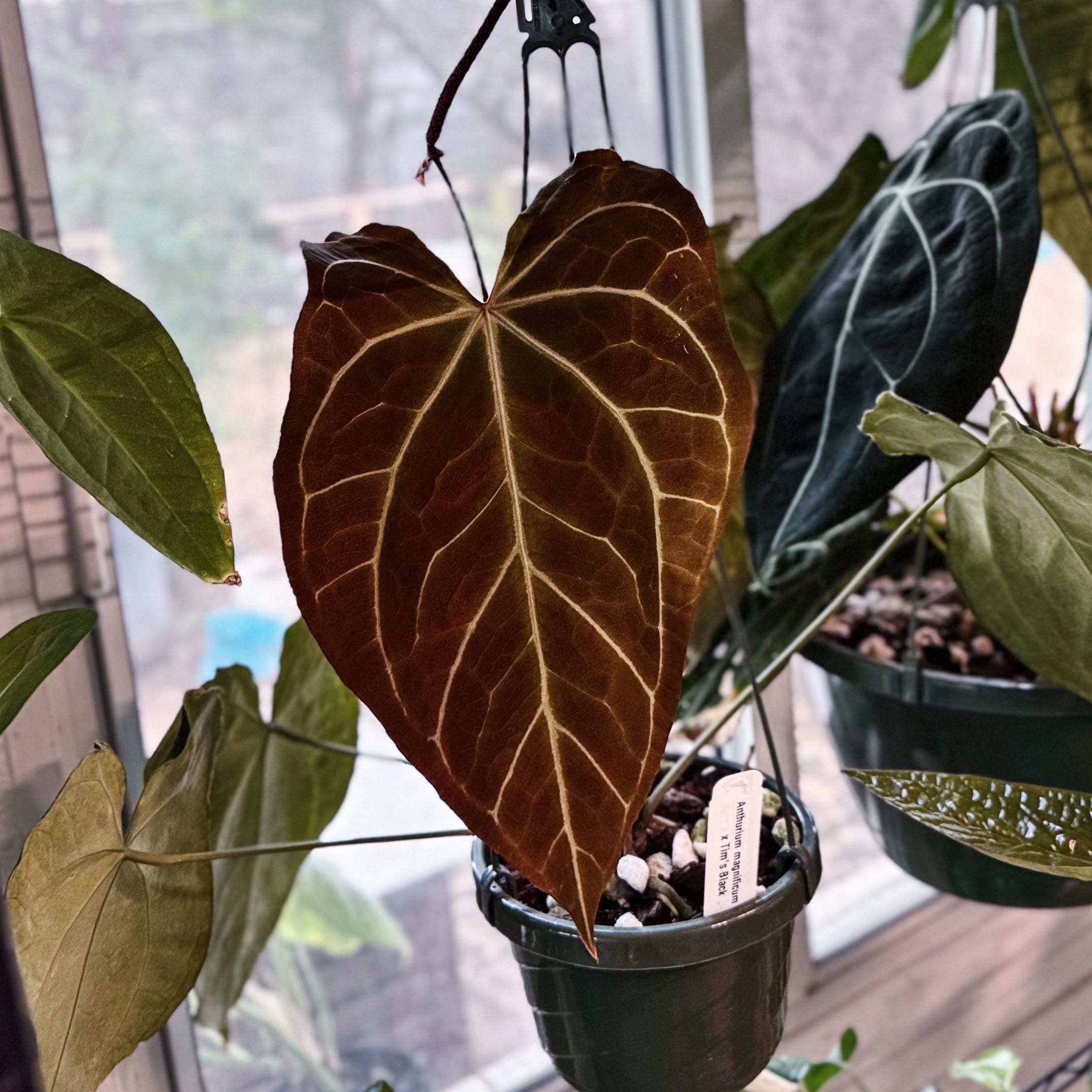 Photo of the plant species Anthurium magnificum x crystallinum by @Mrjohnstonbaugh named Mag x Tim Black x3 on Greg, the plant care app