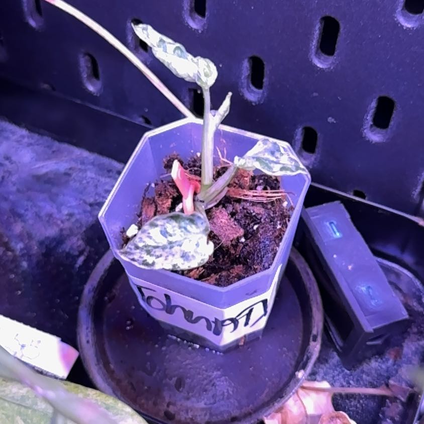Photo of the plant species Asian Form Epipremnum Pinnatum by @Mrjohnstonbaugh named White dagger x2 up case and wire shaft on Greg, the plant care app