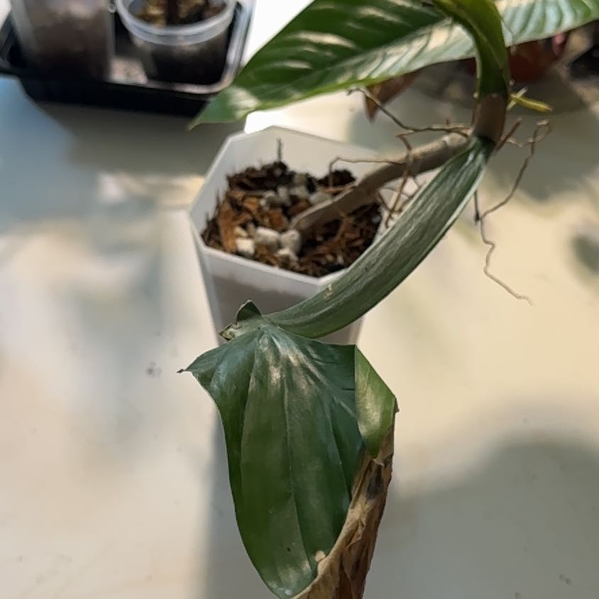 Photo of the plant species Chlorophytum applanatum by @Mrjohnstonbaugh named Applabatum (solar table ) on Greg, the plant care app