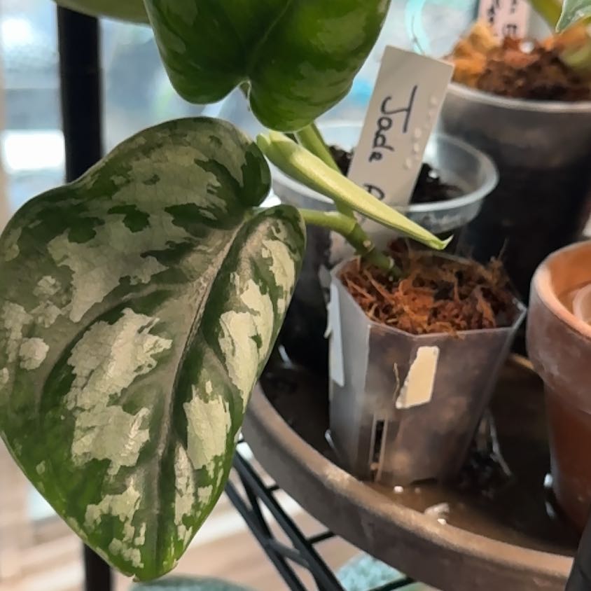 Photo of the plant species Scindapsus 'Black Mamba' by @Mrjohnstonbaugh named Glass animal on Greg, the plant care app