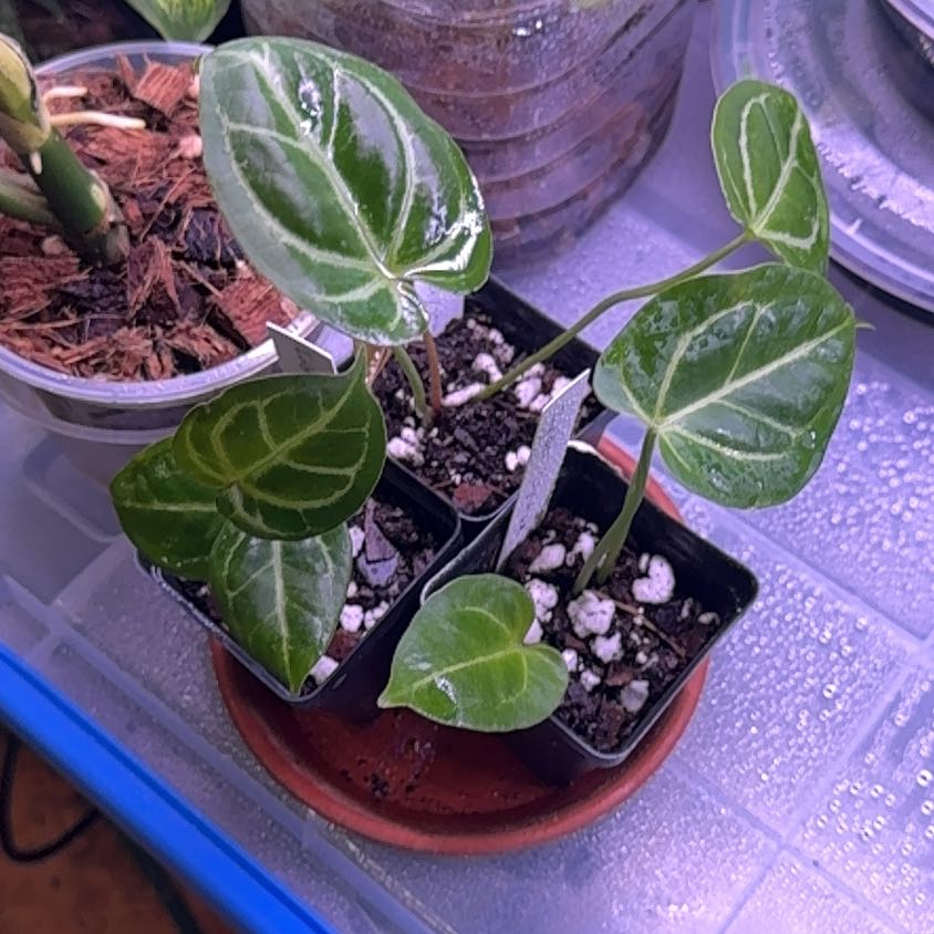 Photo of the plant species Anthurium by @Mrjohnstonbaugh named Indo Crystal (npgp) x3 on Greg, the plant care app