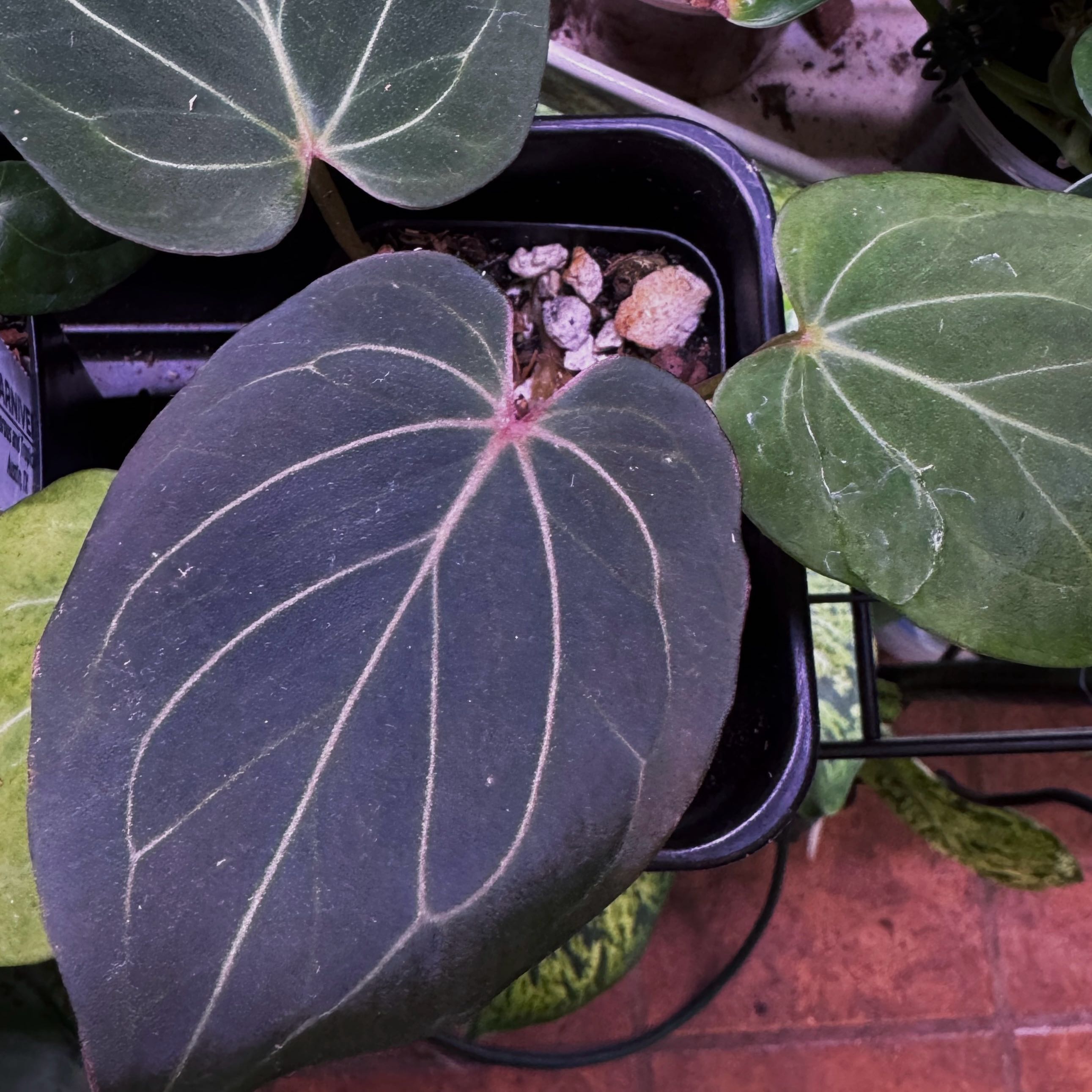 Photo of the plant species Anthurium King of Spades by @Mrjohnstonbaugh named KoS Hu on Greg, the plant care app