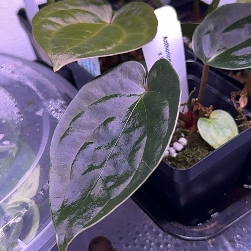 Photo of the plant species Anthurium Magnificum x Luxurians by @Mrjohnstonbaugh named [Mag x Doc F2]xLux x3 on Greg, the plant care app