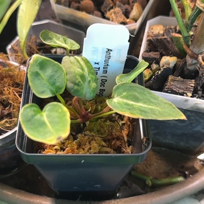 Photo of the plant species Anthurium Doc Block F2 by @Mrjohnstonbaugh named Doc F2 x Tim’s open   x 2 on Greg, the plant care app