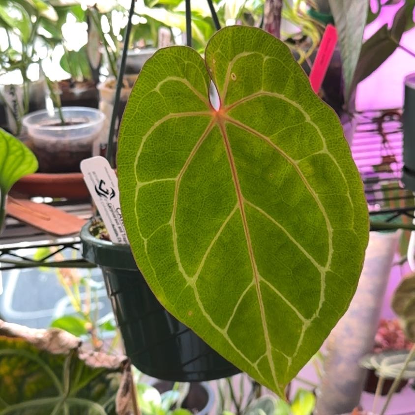 Photo of the plant species Anthurium Red Crystal by @Mrjohnstonbaugh named RC x (RCxZM) on Greg, the plant care app