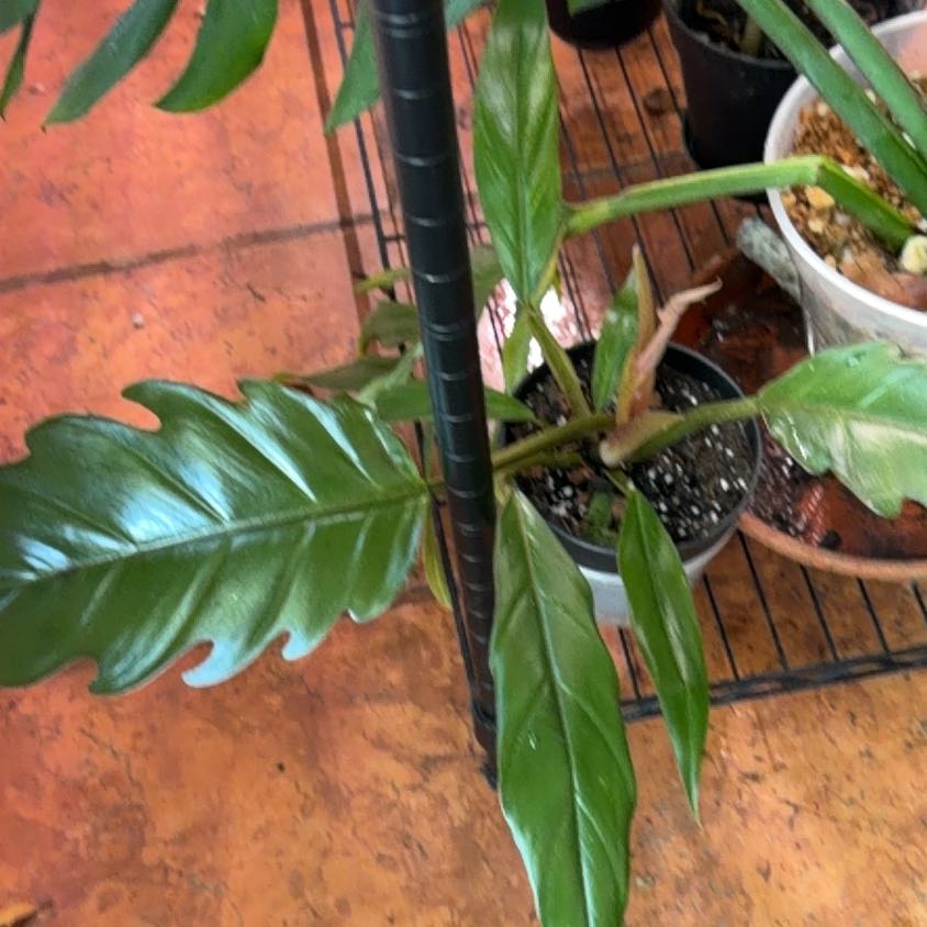 Photo of the plant species Philodendron 'Pluto' by @Mrjohnstonbaugh named Carmel Pluto on Greg, the plant care app