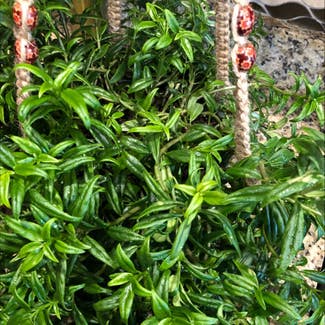 Common Snapdragon plant in Venice, Florida