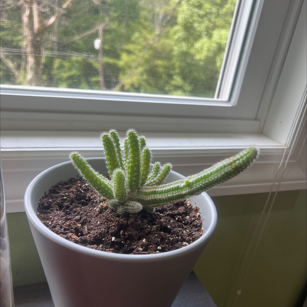 Rat Tail Cactus in a white pot on a windowsill, with visible soil and healthy green stems.