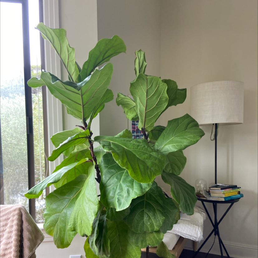 Fiddle Leaf Fig plant photo by @acewind88 named Flig on Greg, the plant care app.