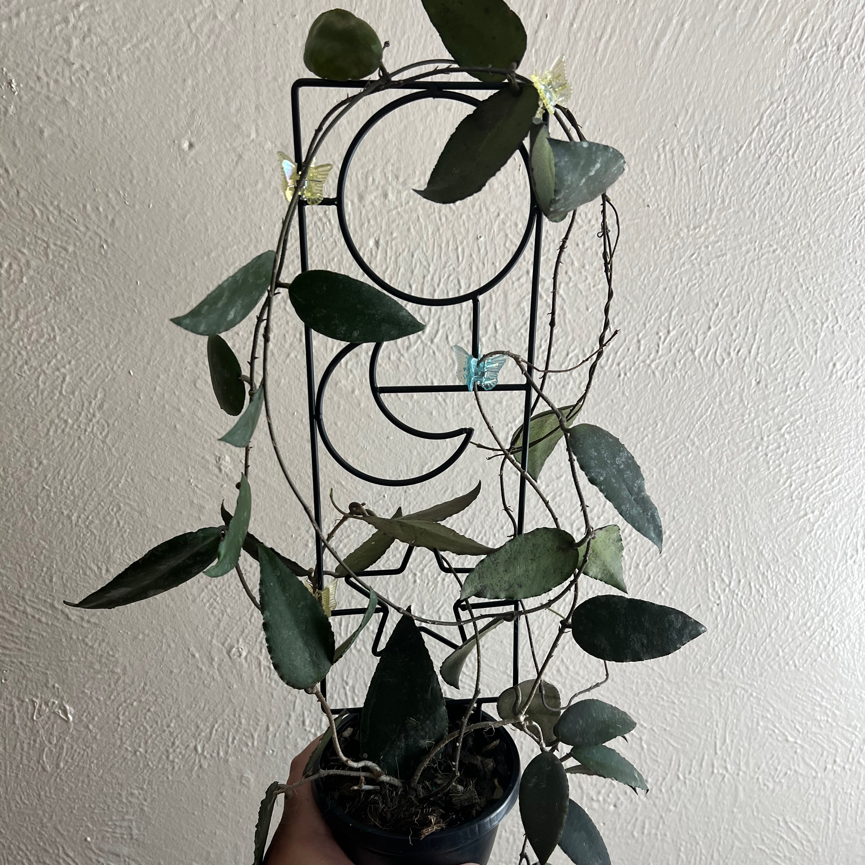 Hoya caudata Sumatra plant with healthy leaves attached to a wire frame.