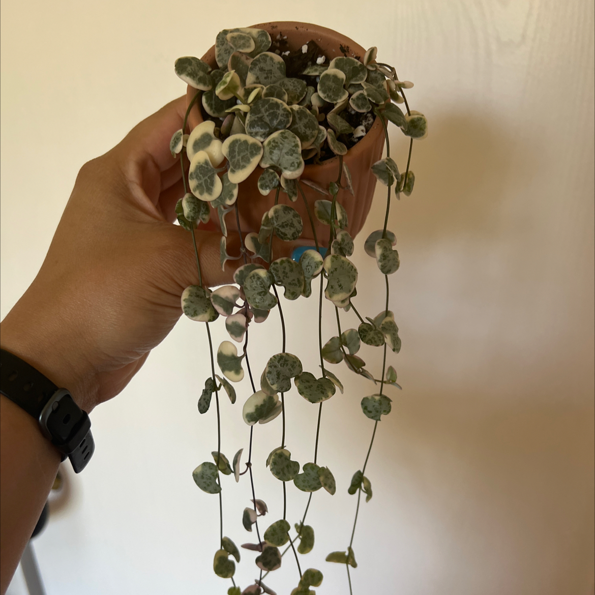 Variegated string of hearts plant held in a hand, with visible soil and healthy variegated leaves.