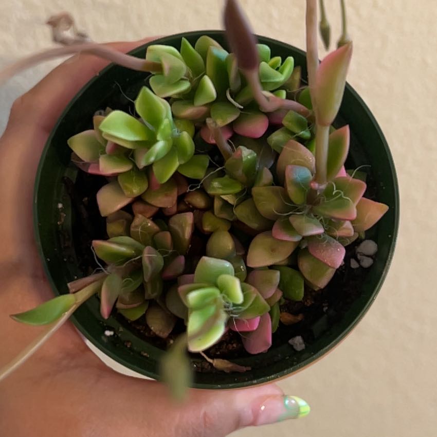 Potted Anacampseros 'Sunrise' plant with vibrant green and pink leaves, held by a hand.