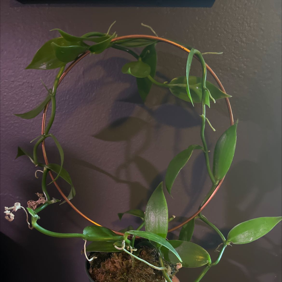 Flat Leafed Vanilla plant with green leaves arranged around a circular support structure.