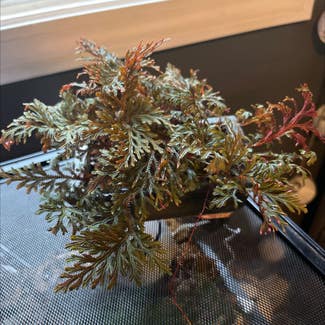 Ruby Red Club Moss plant in Coventry, Rhode Island