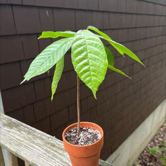 Cacao Tree plant in Coventry, Rhode Island