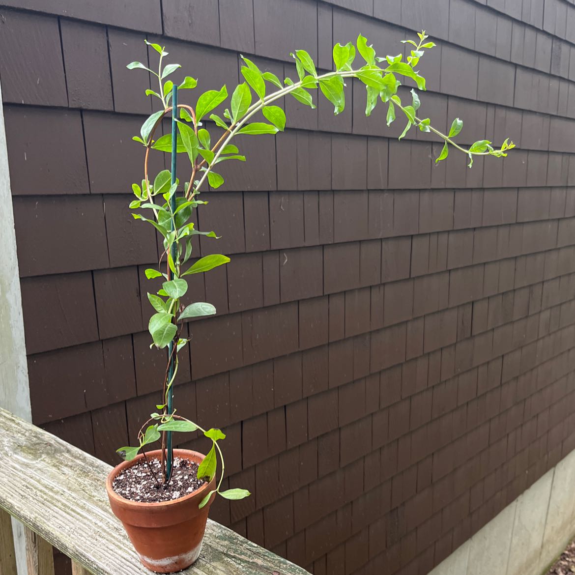 Plant care for Henna on Greg, the plant care app