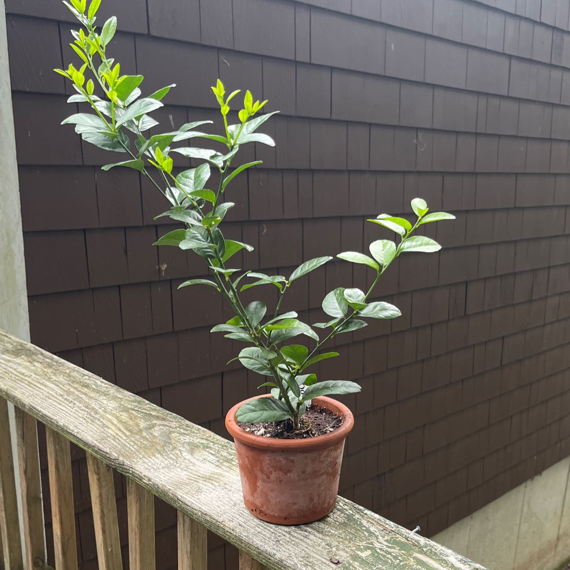 Potted Key Lime Tree on a wooden railing with healthy green leaves.