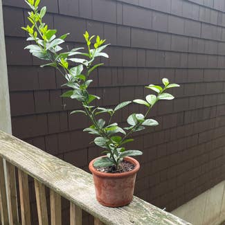 Key Lime Tree plant in Coventry, Rhode Island