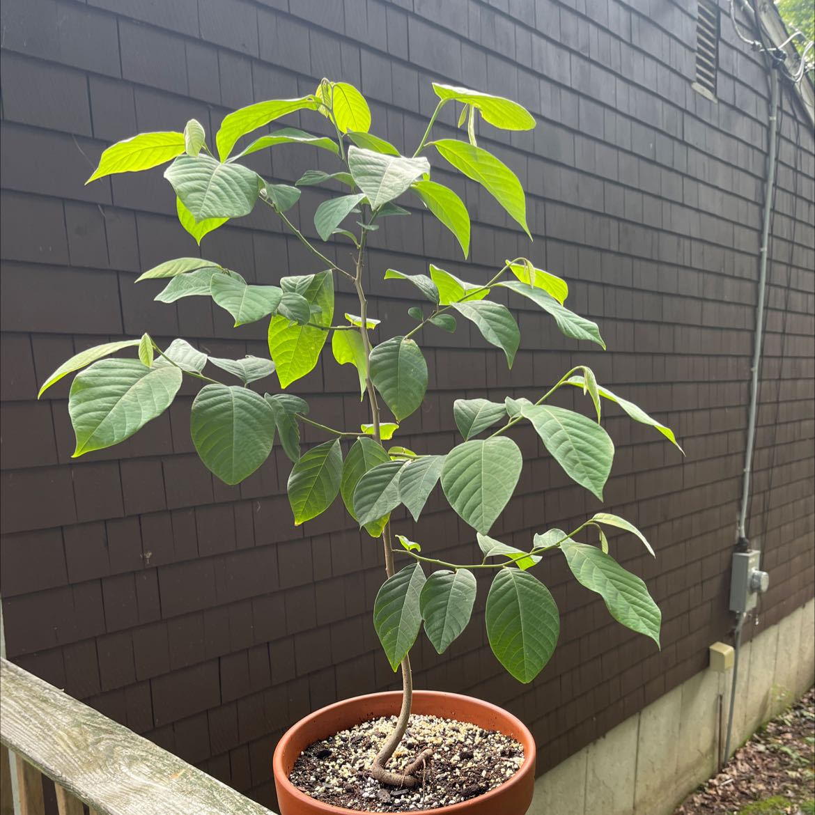 Photo of the plant species cherimoya by @Crvidae named Cherimoya on Greg, the plant care app